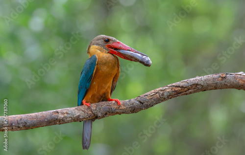 Birds in nature with beautiful colors Stork-billed Kingfisher