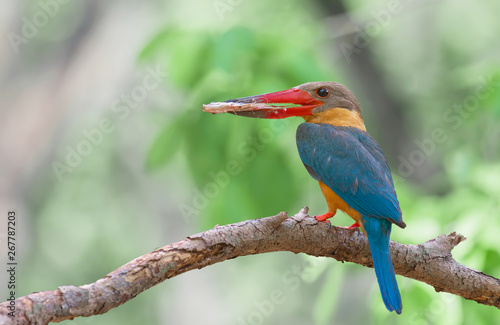 Birds in nature with beautiful colors Stork-billed Kingfisher