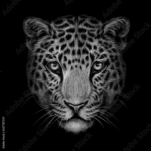 Monochrome, black and white portrait of Jaguar looking forward on a black background.