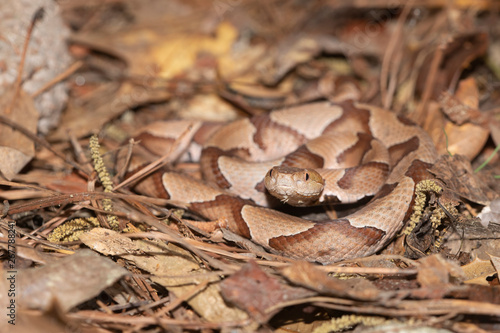 Southern Copperhead on the North Carolina Coast