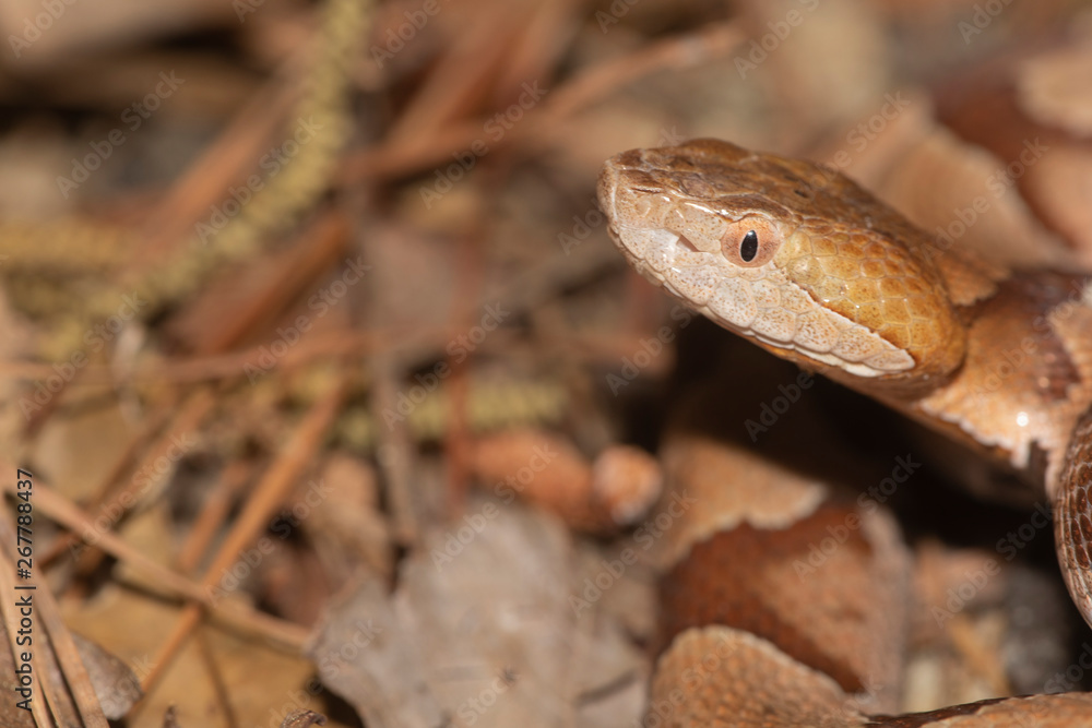 Southern Copperhead on the North Carolina Coast Southern Copperhead on the North Carolina Coast