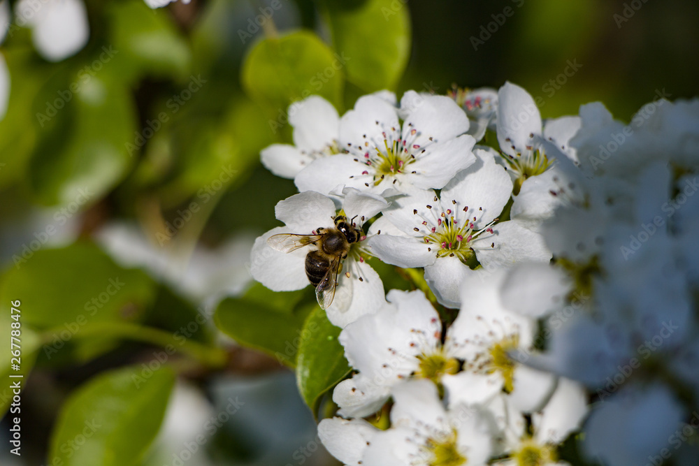 Obraz premium bee on a flower