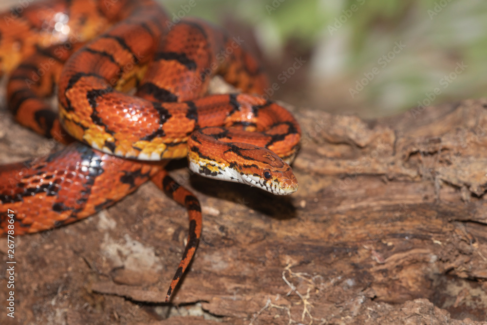 Fototapeta premium Corn Snake on the North Carolina Coast