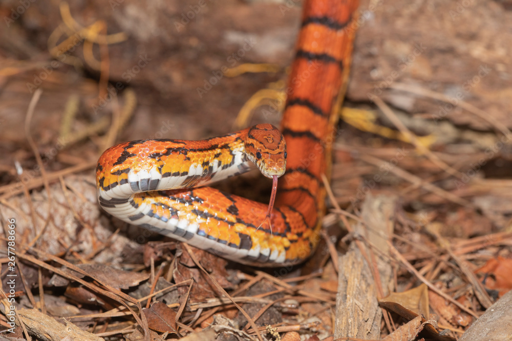 Fototapeta premium Corn Snake on the North Carolina Coast