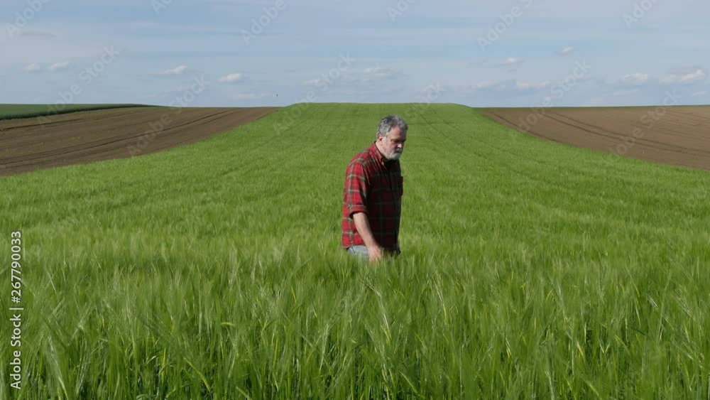 Farmer or agronomist inspecting quality of wheat plants in field and taking photo using mobile phone Farmer or agronomist inspecting quality of wheat plants in field and taking photo using mobile phone
