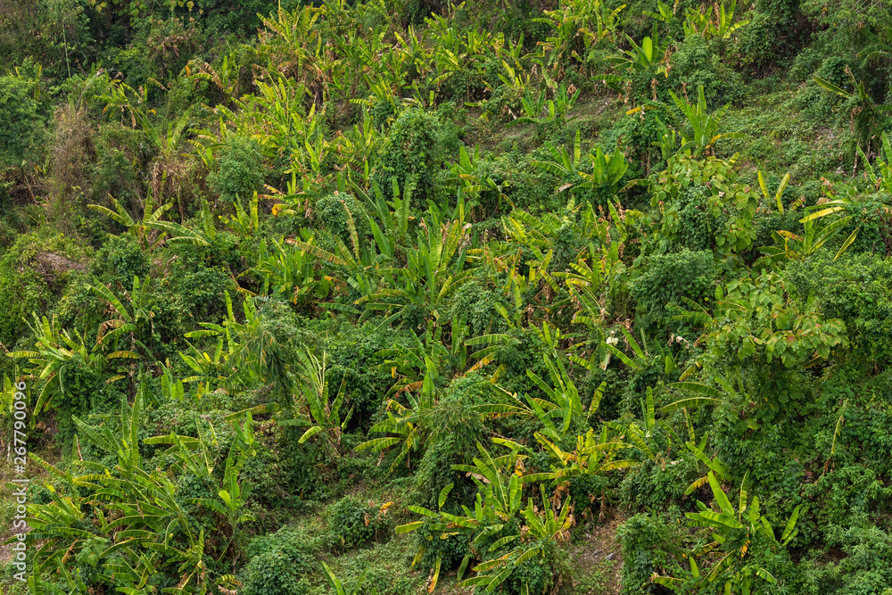top view Nature dark green leaf of Banana Garden background. top view Nature dark green leaf of Banana Garden background.