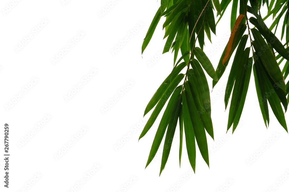 Fototapeta premium Bamboo leaves hanging on white isolated background for green foliage backdrop 
