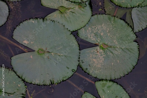 Waterlily leaves growing in a pond with dark. background 