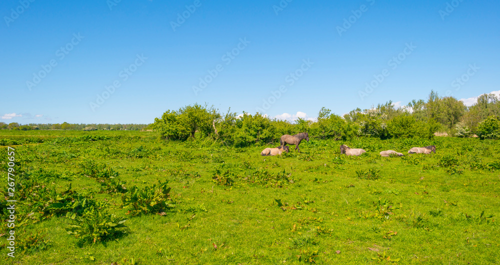 Horses in a field of a natural park below a blue sky in sunlight in spring