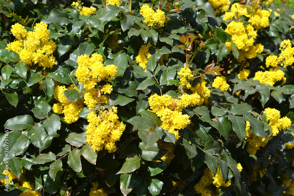 Obraz premium Trailing mahonia (Mahonia aquifolium (Pursh) Nutt.). Blossoming