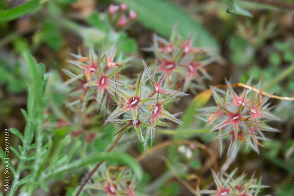 Star Clover Calyces in Springtime Star Clover Calyces in Springtime