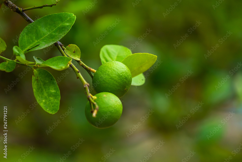Close up of green Lemons grow on the lemon tree in a garden citrus fruit thailand. Close up of green Lemons grow on the lemon tree in a garden citrus fruit thailand.