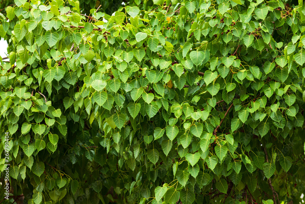 Obraz premium Green leaf Pho leaf (Bo leaf) background in the forest bo tree is a leaf representing Buddhism in thailand.