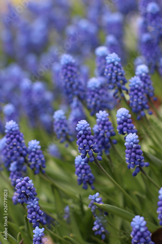 bunch of Grape hyacinth  blue flowers on green background