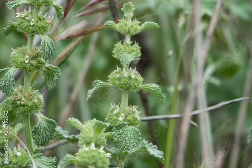 White Horehound Flowers in Bloom in Springtime photo