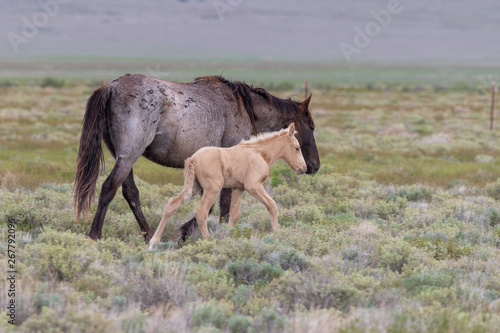 Wild Horse Mare and Foal in Utah in Spring