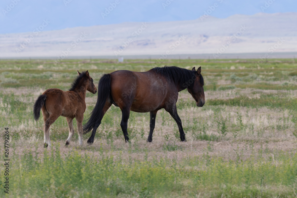Wild Horse Mare and Foal in Utah in Spring Wild Horse Mare and Foal in Utah in Spring