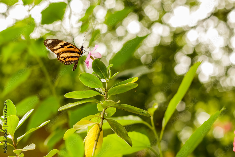 Butterfly Butterfly