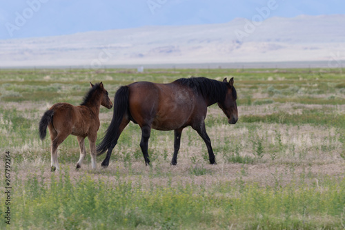 Wild Horse Mare and Foal in Utah in Spring © natureguy