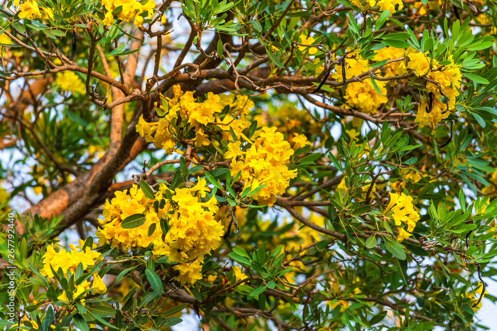 Golden trumpet tree at Park in on blue sky background. Golden trumpet tree at Park in on blue sky background.