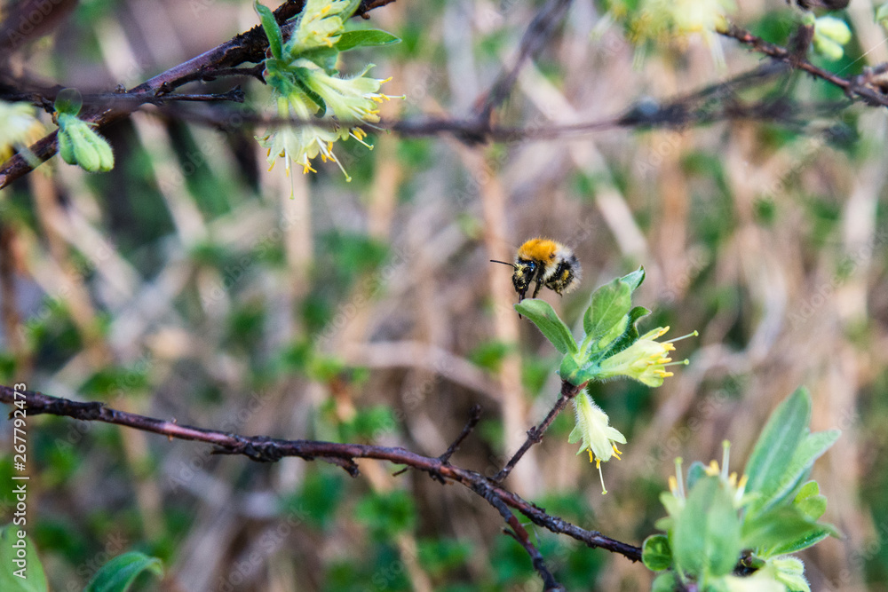 Bumblebee drinks nectar from honeysuckle flowers