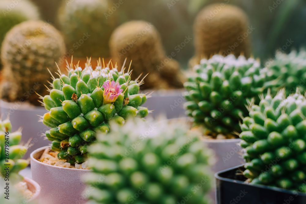 Variety of Small cactus and succulent plants in various pots to decorate in coffee shops Variety of Small cactus and succulent plants in various pots to decorate in coffee shops