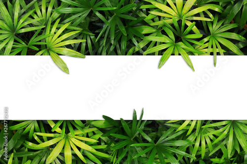 Blank white paper and tropical leaves top view isolated