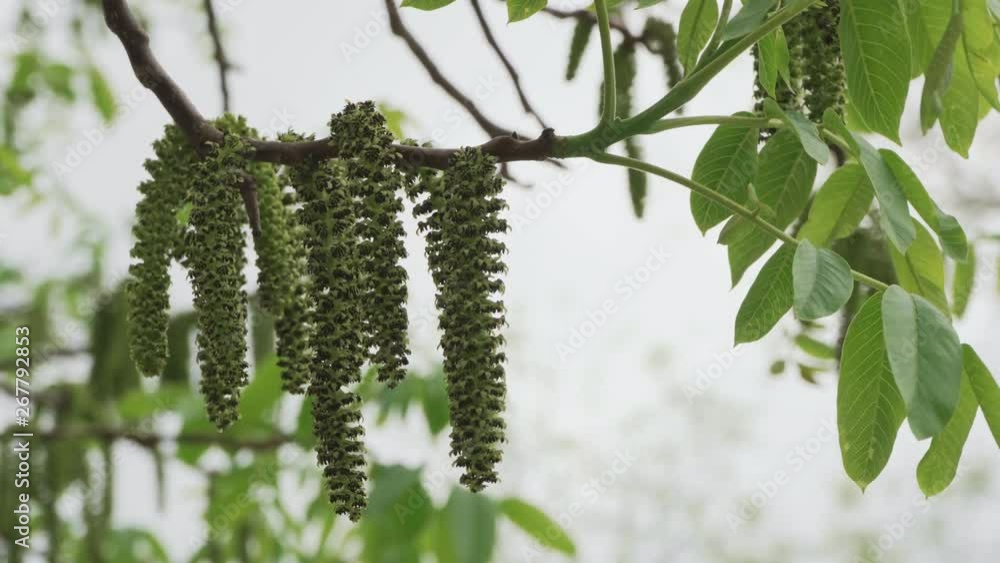 Walnut tree blooms very beautiful close-up Walnut tree blooms very beautiful close-up