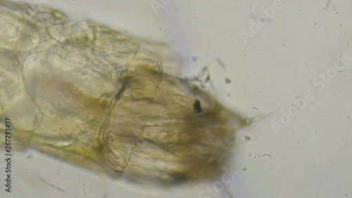 Mosquito larva close up in fresh water photo