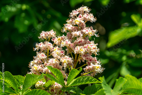 White candles of flowering Horse chestnut (Aesculus hippocastanum, Conker tree) on background of dark green foliage of trees. Spring sunny day