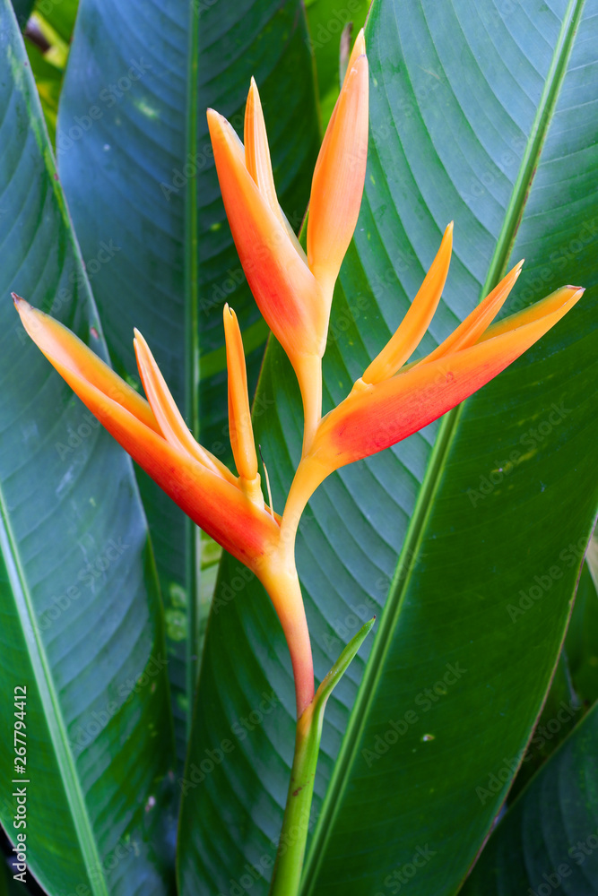 Obraz premium heliconia, tropical, flower, background