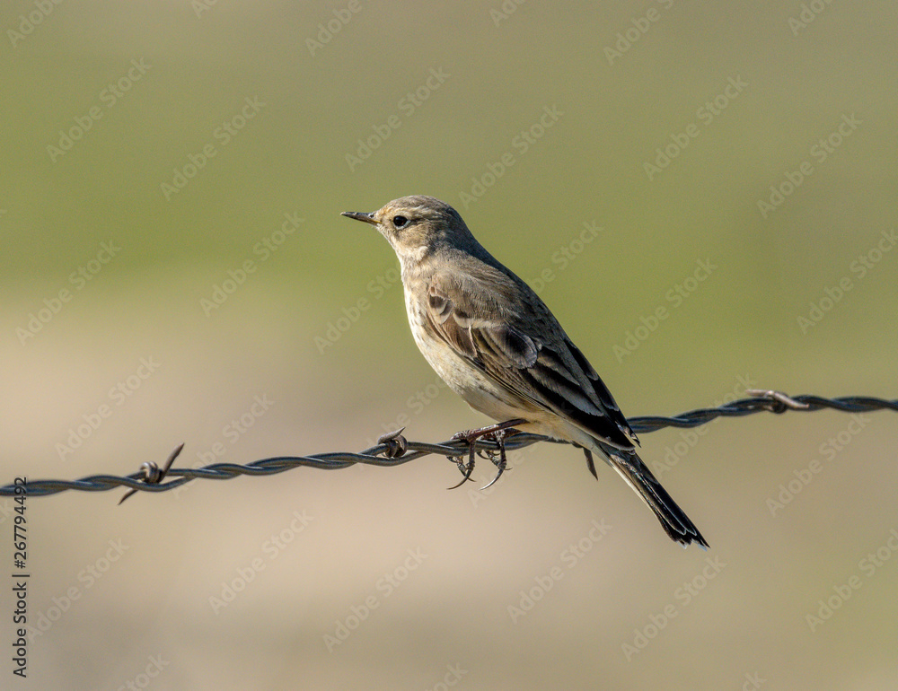 American Pipit perched on a fence