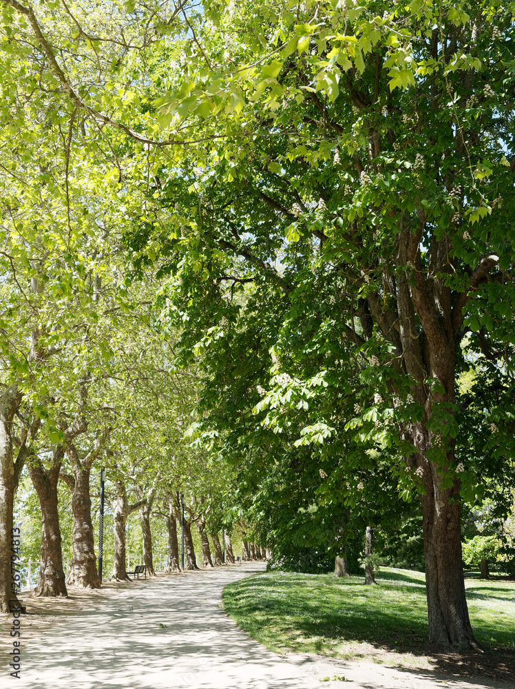 Les parcs de Vichy. Sentier de promenade, route thermale sous les platanes au bord du lac d'Allier Les parcs de Vichy. Sentier de promenade, route thermale sous les platanes au bord du lac d'Allier