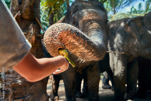 Little boy feeding bananas to an Asian elephant at a sanctuary