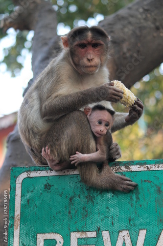 Naklejka Monkey with baby