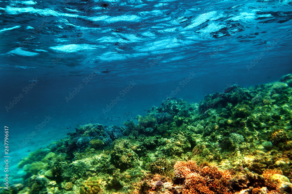 Underwater coral reef on the red sea