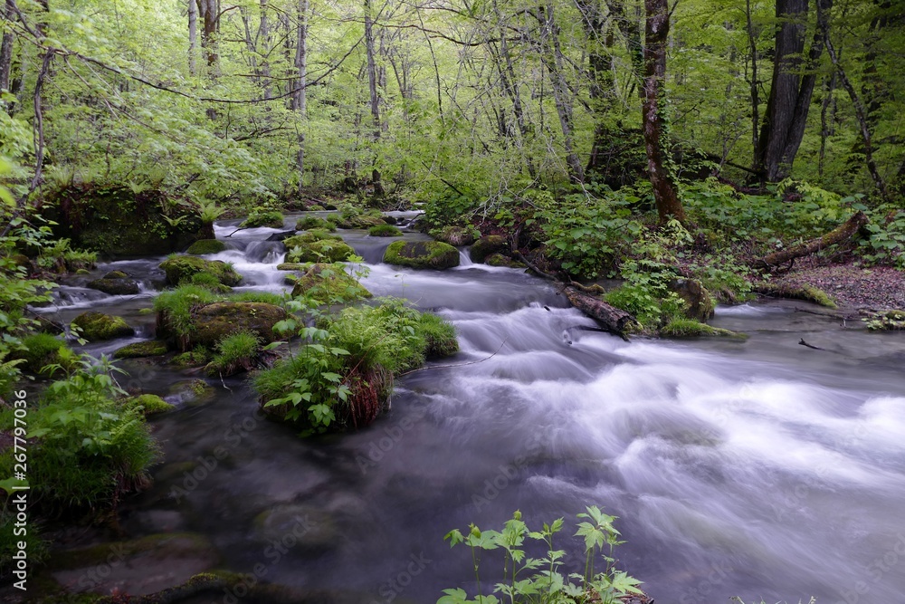 Obraz premium 《奥入瀬渓流》青森県十和田市