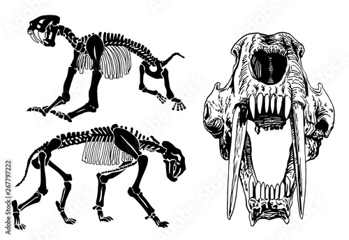 Graphical set of skeletons of saber-toothed tiger on white background,vector illustration, anthropology