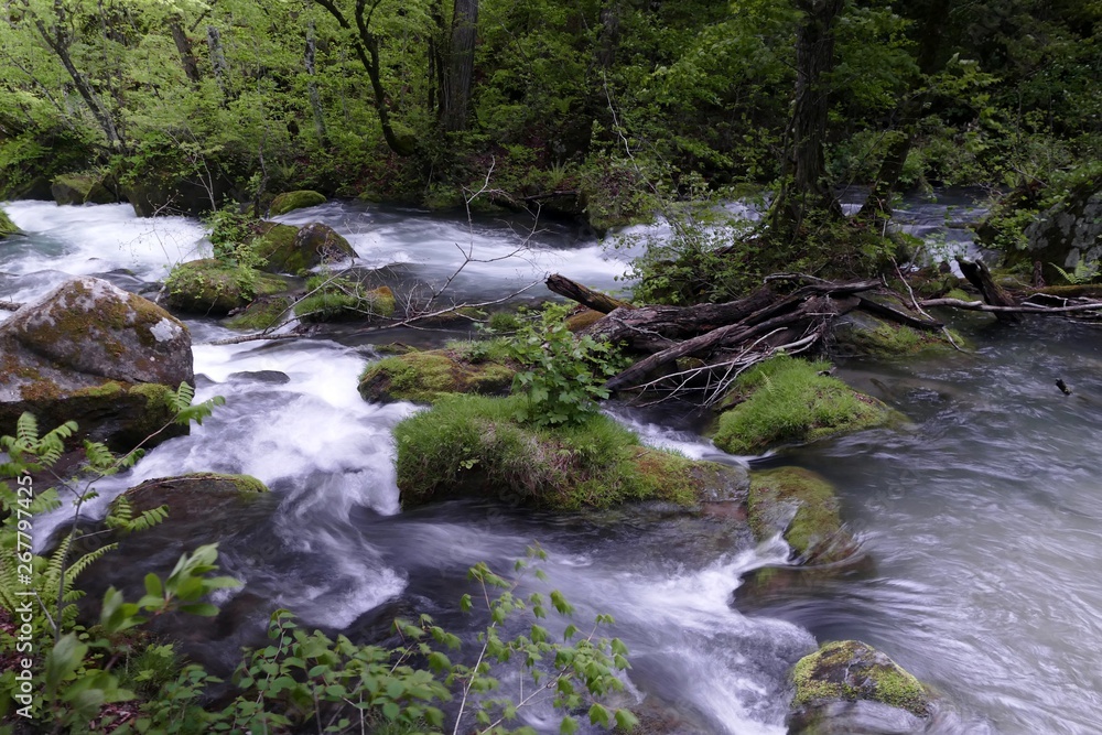 Obraz premium 《Strumień Oirase》 Towada City, Prefektura Aomori