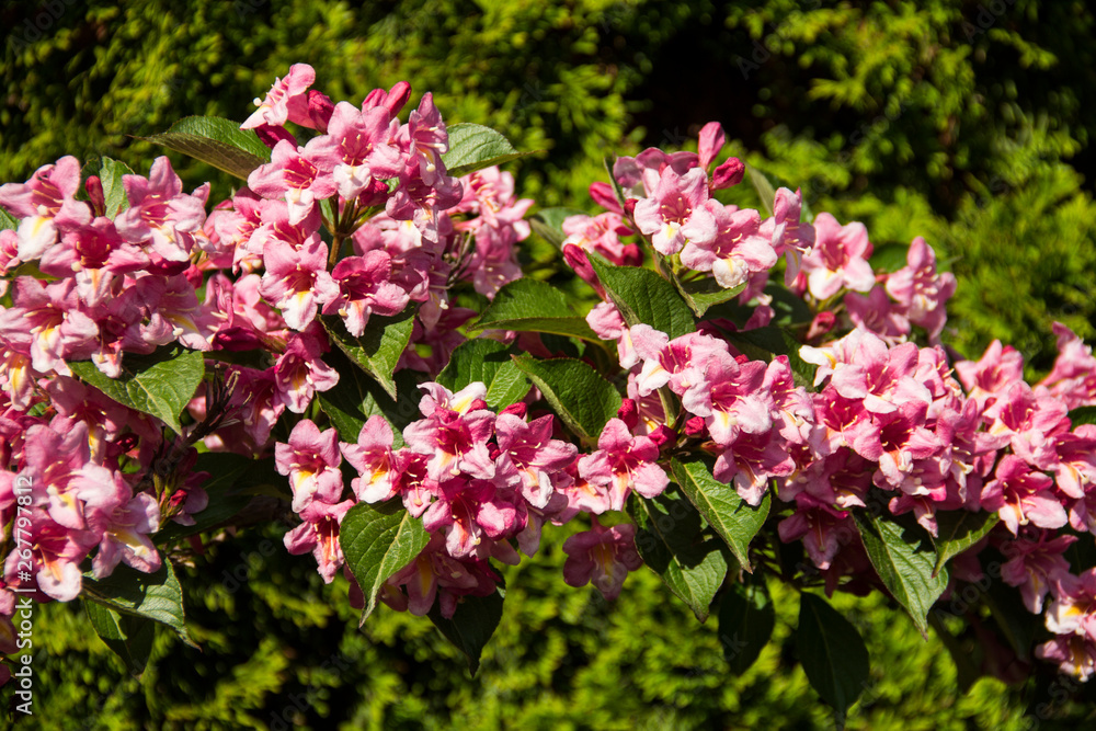 Close-up of blooming pink weigela in the garden on a sunny day. Close-up of blooming pink weigela in the garden on a sunny day.