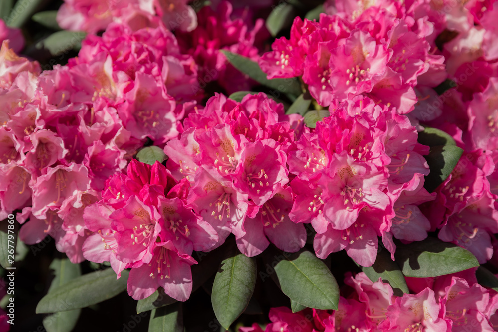 Spring flowers of the rhododendron species. Beautiful flowers in the flowerbed closeup. Spring flowers of the rhododendron species. Beautiful flowers in the flowerbed closeup.