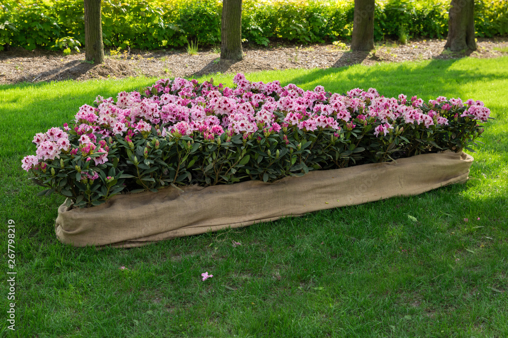 Spring flowers of the rhododendron species. Spring flowers are in a decorative pot in a flower bed.
