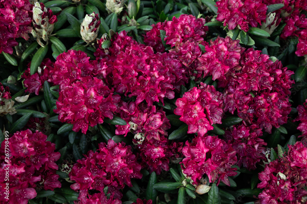 Spring flowers of the rhododendron species. Beautiful flowers in the flowerbed closeup. Spring flowers of the rhododendron species. Beautiful flowers in the flowerbed closeup.