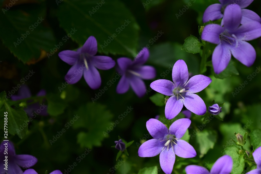 purple flowers on green background purple flowers on green background
