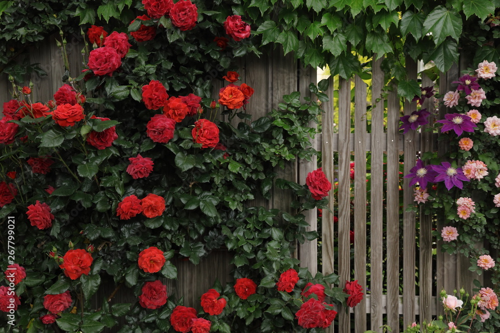 木製の柵を覆った赤い蔓バラ