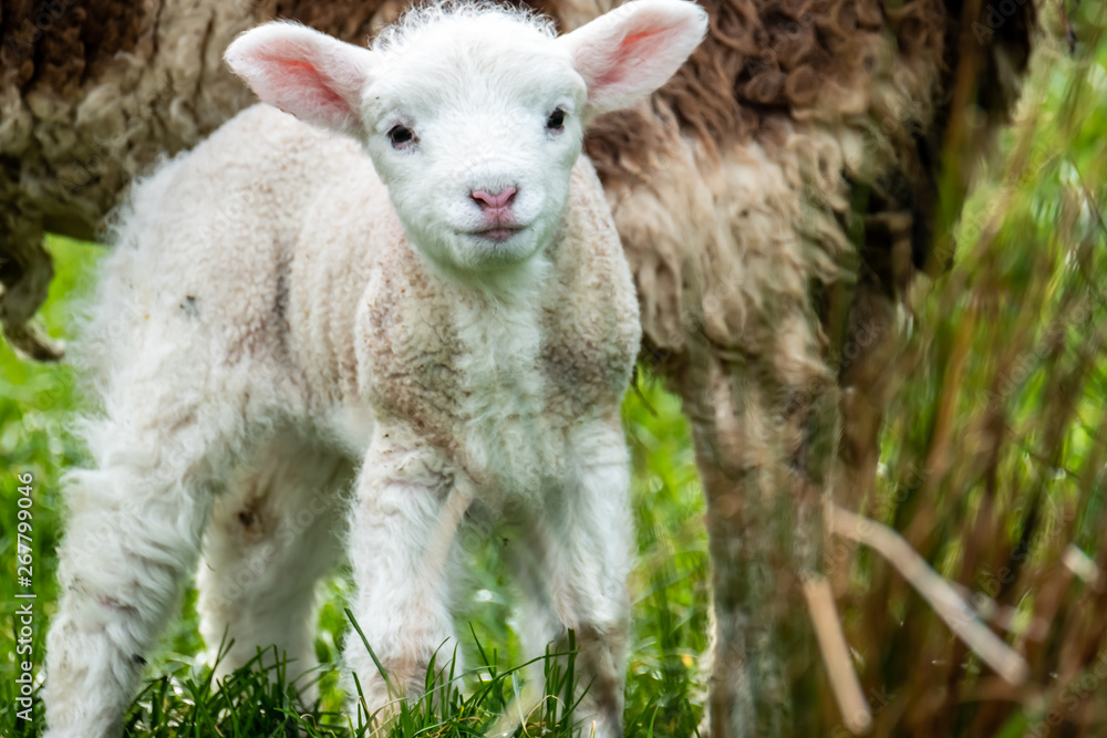 Obraz premium Cute little lambs grazing in a field in Ireland