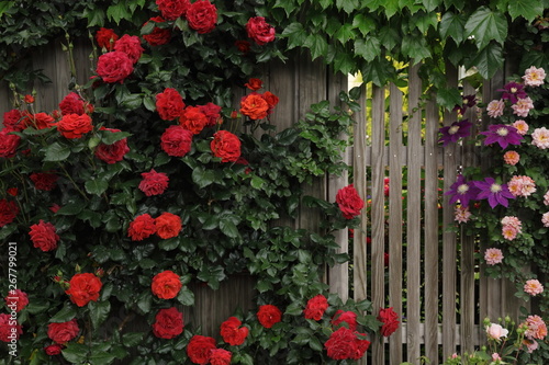 木製の柵を覆った赤い蔓バラ