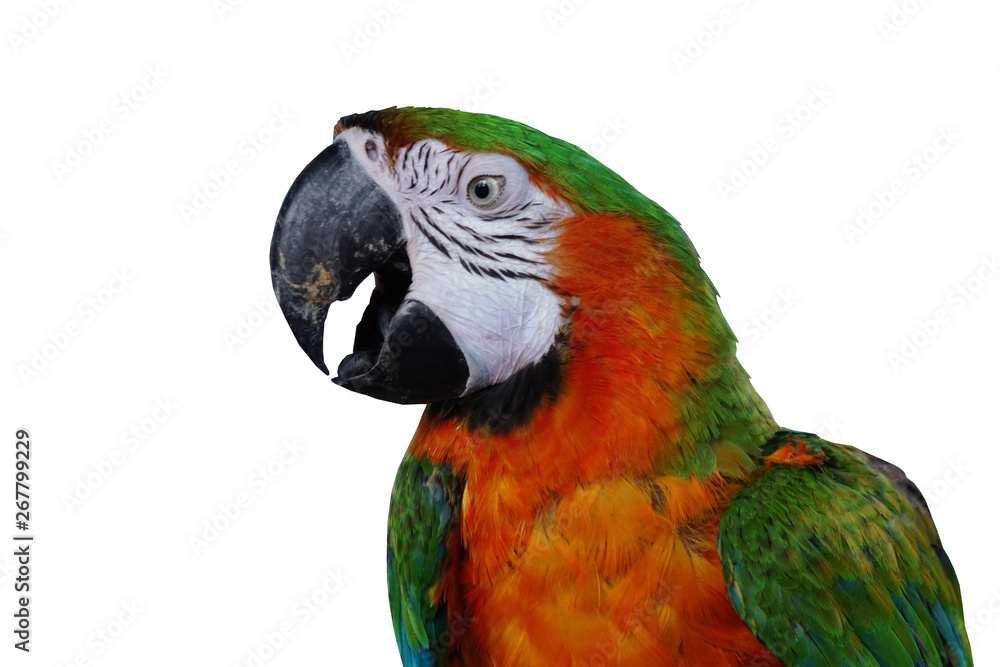 Beautiful colored parrots with white background