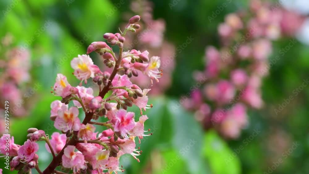 Nice pink chestnut tree flower branch 4k video spring nature close up Nice pink chestnut tree flower branch 4k video spring nature close up