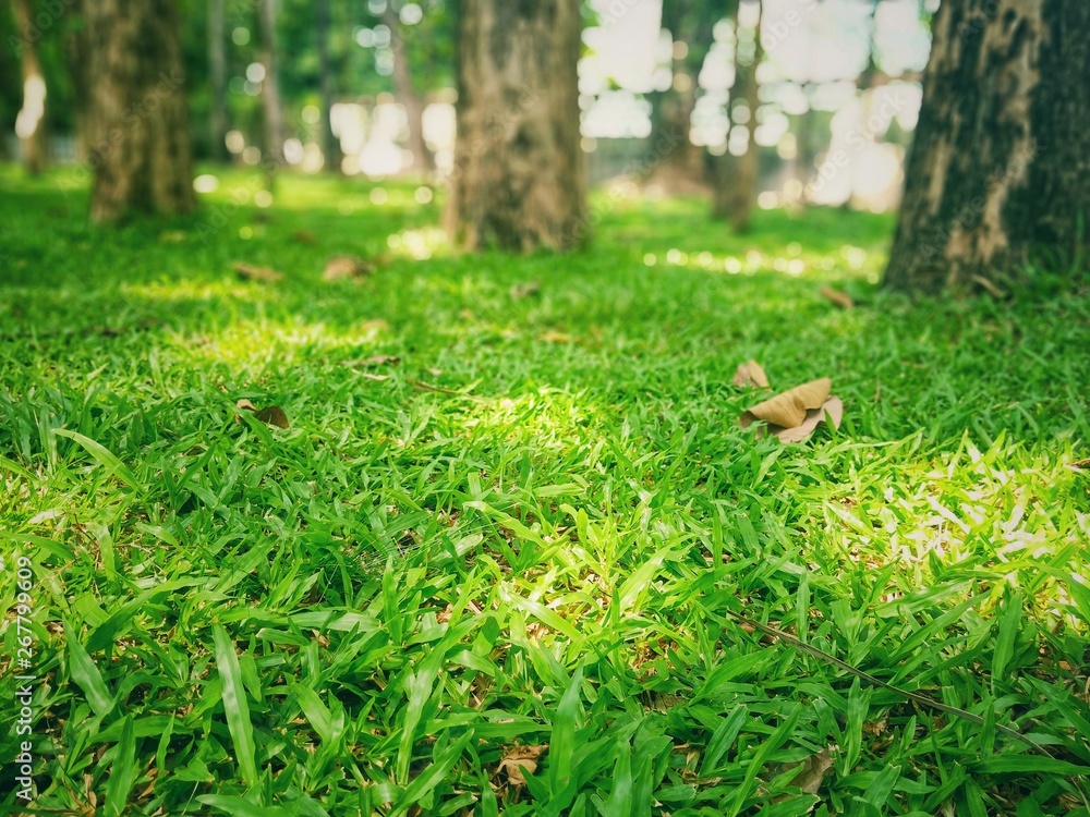 Leaves and lawns Leaves and lawns